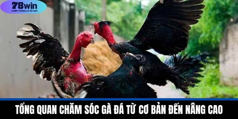 Chăm Sóc Gà Đá Chuyên Nghiệp Từ A Đến Z Tại Nhà Cái 78WIN 2 Tổng Quan Chăm Sóc Gà Đá Từ Cơ Bản Đến Nâng Cao