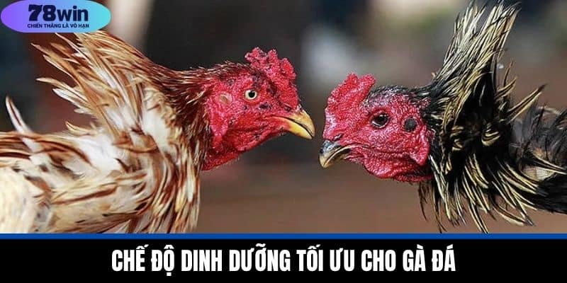 Chăm Sóc Gà Đá Chuyên Nghiệp Từ A Đến Z Tại Nhà Cái 78WIN 3 Chế Độ Dinh Dưỡng Tối Ưu Cho Gà Đá