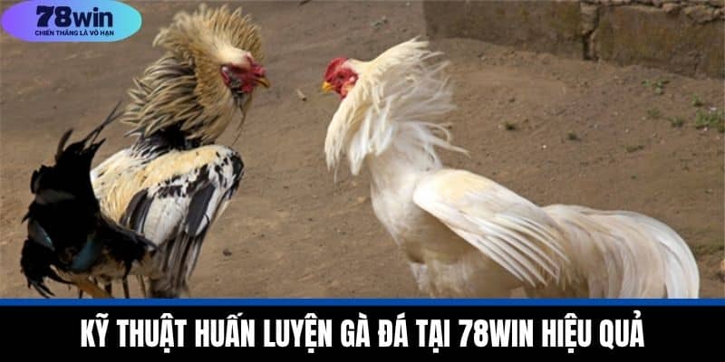 Chăm Sóc Gà Đá Chuyên Nghiệp Từ A Đến Z Tại Nhà Cái 78WIN 4 Kỹ Thuật Huấn Luyện Gà Đá Tại 78WIN Hiệu Quả