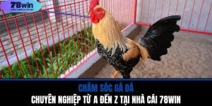 Chăm Sóc Gà Đá Chuyên Nghiệp Từ A Đến Z Tại Nhà Cái 78WIN