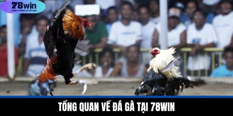 Tổng Quan Về Đá Gà Tại 78WIN