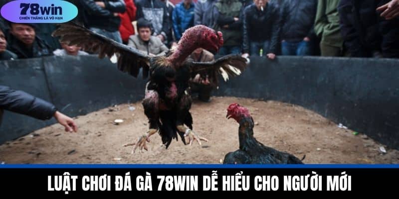 Luật Chơi Đá Gà 78WIN Dễ Hiểu Cho Người Mới