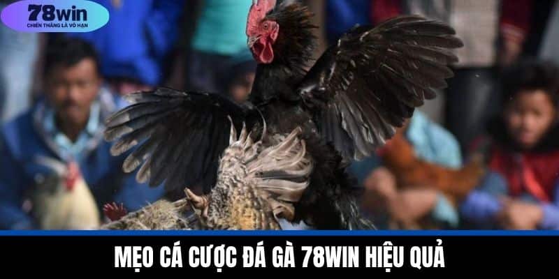 Mẹo Cá Cược Đá Gà 78WIN Hiệu Quả