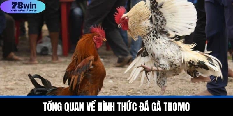 Đá Gà Thomo - Lịch Sử, Hình Thức Và Luật Lệ Tại 78WIN 2 Tổng Quan Về Hình Thức Đá Gà Thomo