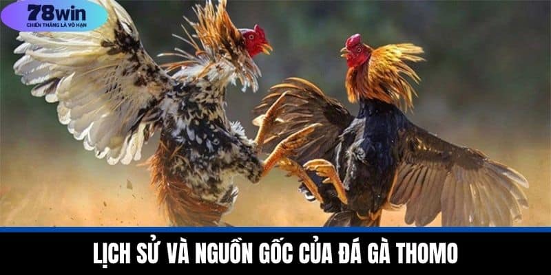 Đá Gà Thomo - Lịch Sử, Hình Thức Và Luật Lệ Tại 78WIN 3 Lịch Sử và Nguồn Gốc Của Đá Gà Thomo