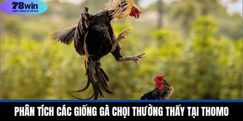Đá Gà Thomo - Lịch Sử, Hình Thức Và Luật Lệ Tại 78WIN 4 Phân Tích Các Giống Gà Chọi Thường Thấy Tại Thomo